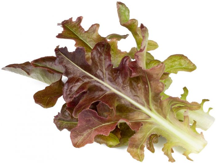 Click & Grow Smart Refill Punane tammelehine salat 3tk