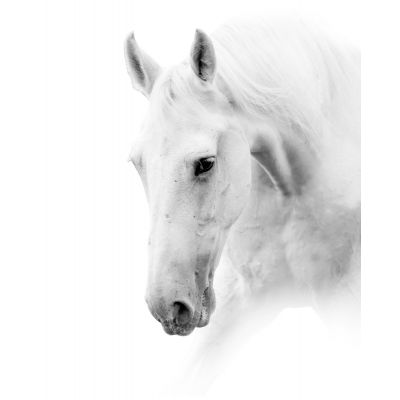 Seinapilt/Poster White Horse 40x50cm/ 81294
